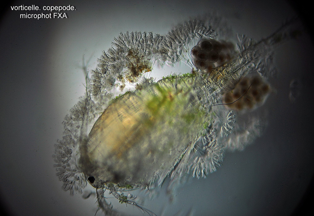 Copepode ricoperto da vorticelle.